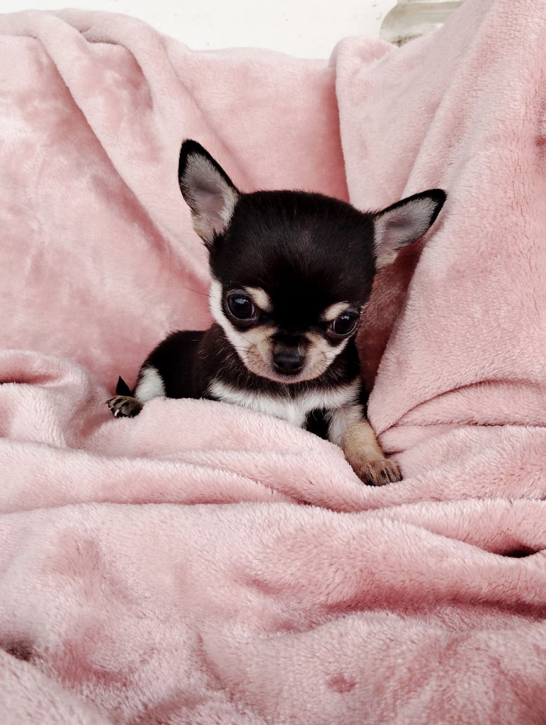 Camille Uters - Chiots disponibles - Chihuahua