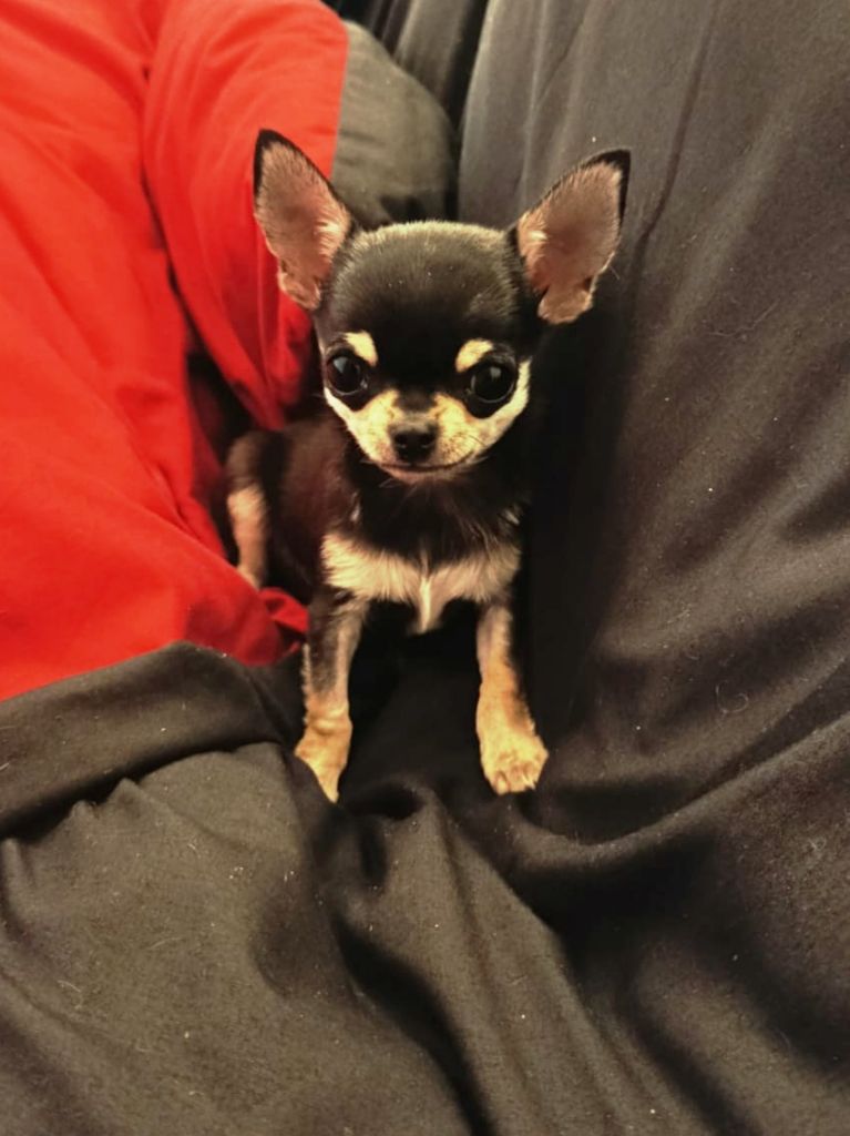 Camille Uters - Chiots disponibles - Chihuahua